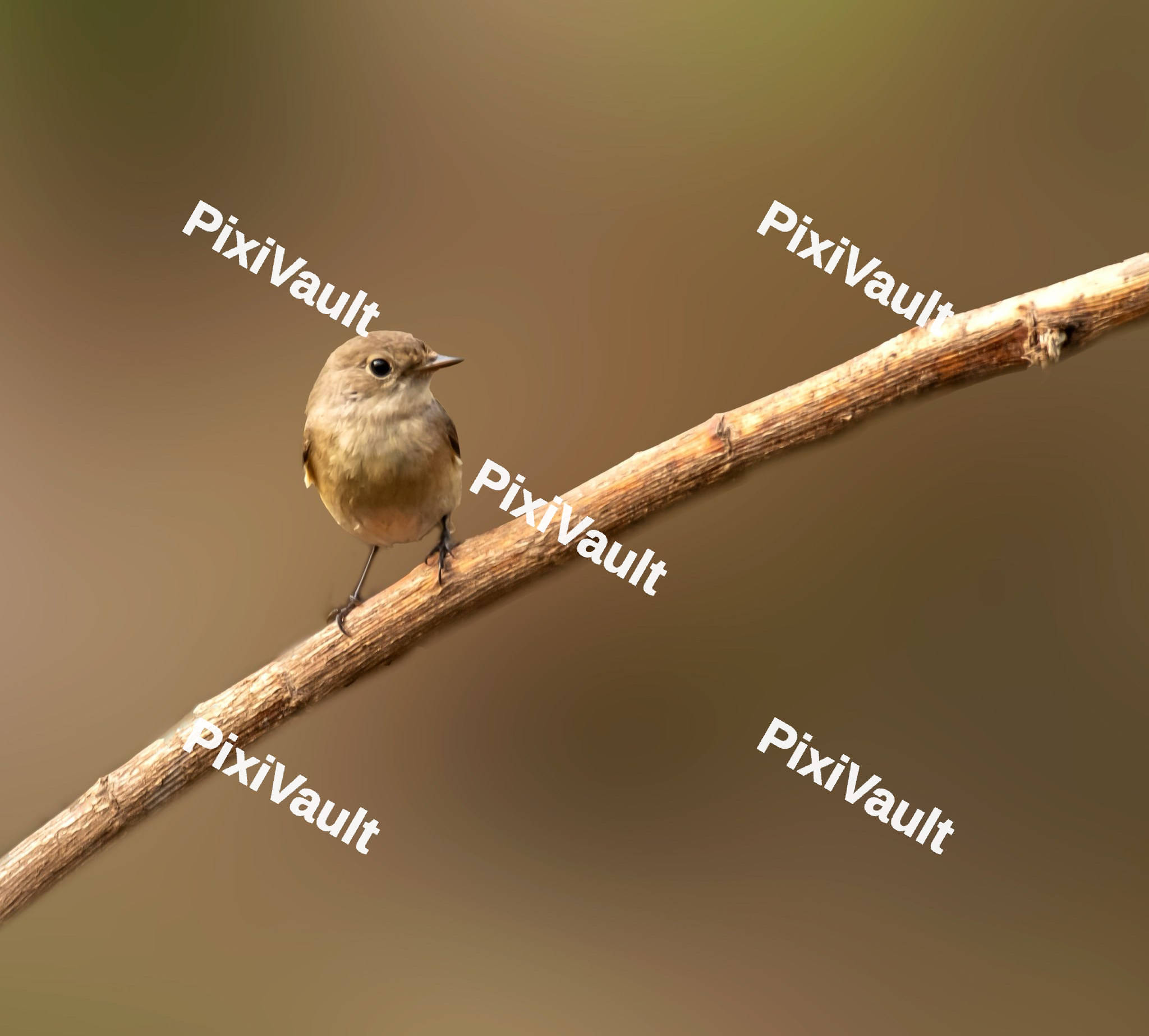 Robin Bird on a dry branch